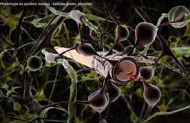 Régénération du Cerveau Cellules gliales