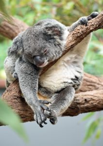 Koala sur une branche d'arbre en plein sommeil