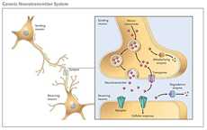 Synapse Régénération du cerveau